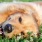 lifestyle image of a dog